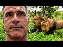 FIGHTING LIONS Make My Life Difficult | The Lion Whisperer