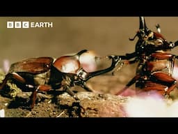 Rhinoceros Beetles Are Tiny Little Warriors | Asia Fun Facts | BBC Earth Kids