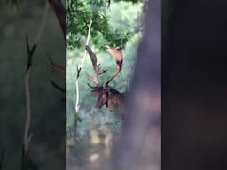 Have you ever seen a Melanic Fallow deer? 🦌🖤 #nature #wildanimals #wildlifephotography