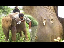 Huge pain! Elephant Got abscesses popped all over the Body, officers fight to save his last breath