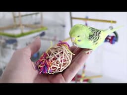 I tried everything, but i lost my budgie | No Commentary | Alen AxP 🔊