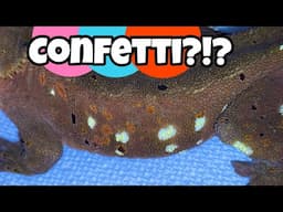 The TRUTH about CONFETTI crested geckos... (trigger warning)