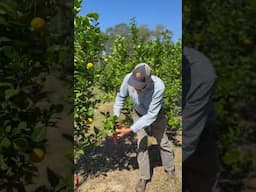 Growing Citrus with 8X the Nutrients of Conventional Fruit