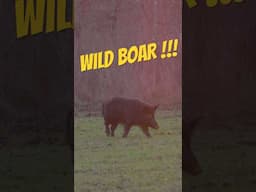 GIANT HOG runs off our deer!  Payback time!!! #shorts #slowmotion