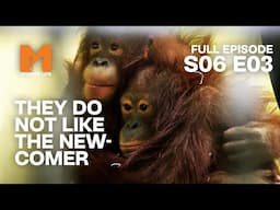 Silvestre Gets The Cold Shoulder | Season 6 Episode 3 | Full Episode | Monkey Life