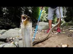 King Cobra goes Off! Snake Bites! #kingcobra #venom #snakes #epic #wildlife