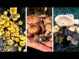 These honey mushrooms have 3 Poisonous Lookalikes 野生榛蘑三种