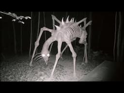 35 Minutes of Unknown Creatures Caught on Camera