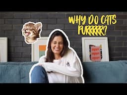 Why Do Cats Purr?