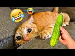 You Laugh You Lose😺🐶Funniest Dogs and Cats 2025😜