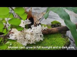 Start Your Own Moss Garden in Coconut Husk