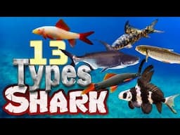 Top 13 Aquarium Sharks You’ll Love!