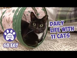 A Noisy New Year, Daily Life With 11 Cats - Lucky Ferals Cat Vlog S8 E67