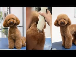 Poodle Full Groom | Asian Fusion Pet Trim!