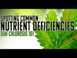 I Break Down Leaf Chlorosis And Macro Nutrient Deficiency So You Understand Why You Leaf Is Dying