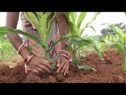 Maize Cultivation - Package of practice