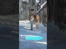 雪国の動物園にはどんな動物がいるかな？❄️