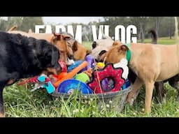 Dog Video of Dogs Playing with Donated Toys | Dog Farm Sanctuary Australia