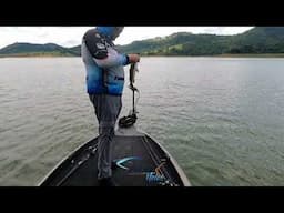 Camarão Flex 5.5cm para pesca de tucunaré represa de Joanópolis