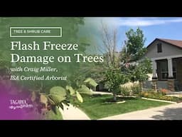 Flash Freeze Damage on Trees by Tagawa Gardens featuring Craig Miller, ISA Certified Arborist