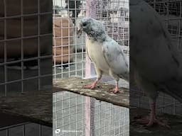 Salatee ferozpuri || Home breed #pigeon #kabootar