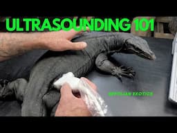 "Ultrasounding Monitors Lizards 101"