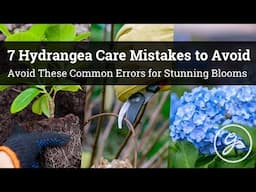 7 Hydrangea Care Mistakes To Avoid If You Want Stunning Blooms