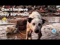 Dog buried from tornado