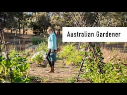 Gardening in Australian Summer is tricky: Feverfew cuttings and New Trellis