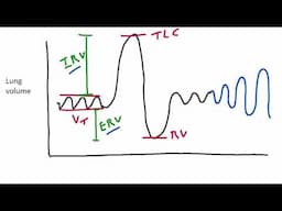 Exercise Physiology: Minute ventilation, tidal volume, breathing frequency