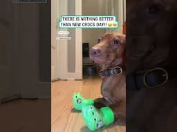 Getting new crocs is the best even for pups!! 🐶🥹           🎥: TikTok / dongustavodeviaje