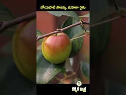 కాసులు పండిస్తున్న కొత్త రేగు రకం || Kashmiri Red Gold Apple Ber Farming || Karshaka Mitra #shorts