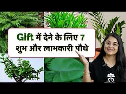 🔴TOP 7 BUDGET FRIENDLY USEFUL PLANTS FOR GIFTING/ गिफ्ट देने के लिए सबसे अच्छे पौधे/ #garden #gift