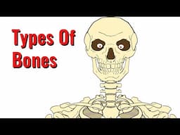 Types Of Bones In The Human Body