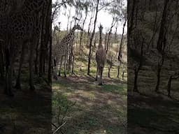 Beautiful giraffes #girraffe #animals #video #shorts #tiktok