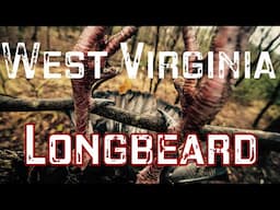 West Virginia Longbeard- Turkeys EVERYWHERE!