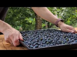 EP9 Foraging for Oregon grapes in the forests to make some jelly with fresh baked sourdough bread