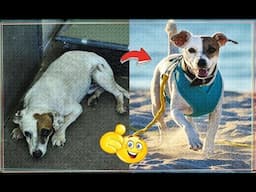 INSPIRING Animal Rescue Stories Homeless animals with a Broken Heart | before after