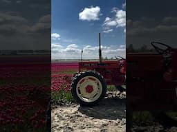 Zuidberg Front Linkage and Tulips: A Dutch Icon in Glorious Weather! 🌷🚜 #shorts #agriculture