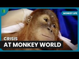 88 Capuchins Find Freedom at Last! - Monkey Life - Documentary