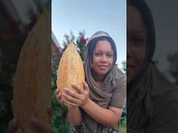 Giant Melon. It's heavy! #homestead #garden #harvest #backyardgardening