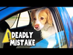 80% OF PET PARENTS MAKE THIS DEADLY MISTAKE ⚠️