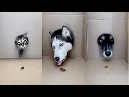 Cats  and Husky Dogs GO CRAZY Over Hidden Food!