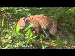 Luchs und Fuchskind im Schwarzwald