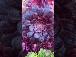 Plant of the day - Aeonium Black Soul