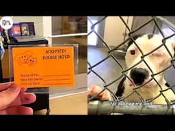 Shelter Dogs Get Adopted - Priceless Moments When Shelter Dogs Realized They Are Being Adopted