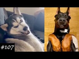 funniest dogs ever compilation pt.11