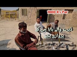 Deery Waly Baba Ji Say 30 Bachy Parwazi Liye بچے اچھی پرواز دیتے ہیں بابا جیprice 1000 rs pr