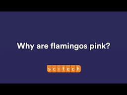 Why are flamingos pink? | Scitech WA