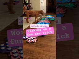 Talking Dog Learns a New Trick 400+ #AIC Videos on Our Channel #dogs #dogparents #dogbuttons #dogfun